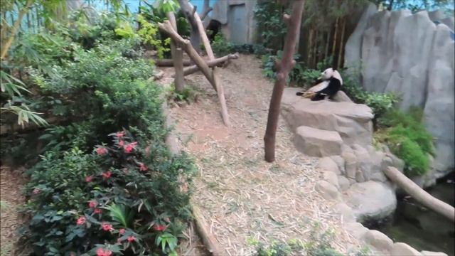 RIVER SAFARI SINGAPORE||cristineclare смотреть онлайн