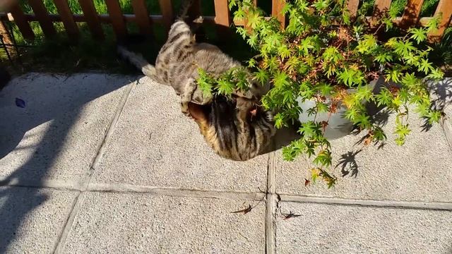 Simba le brave смотреть онлайн