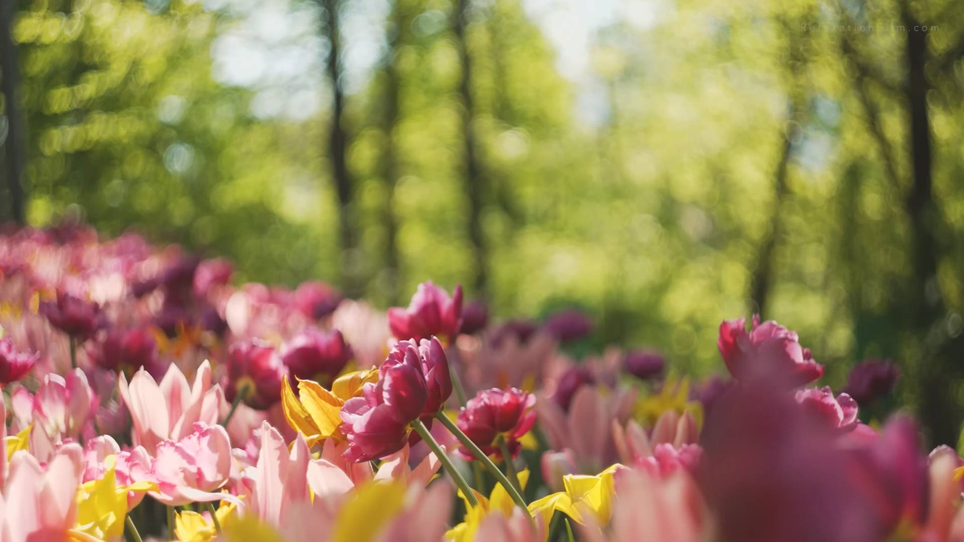 Если вы устали, место, что бы залипнуть и отдохнуть, лучше чем это, надо ещё поискать!