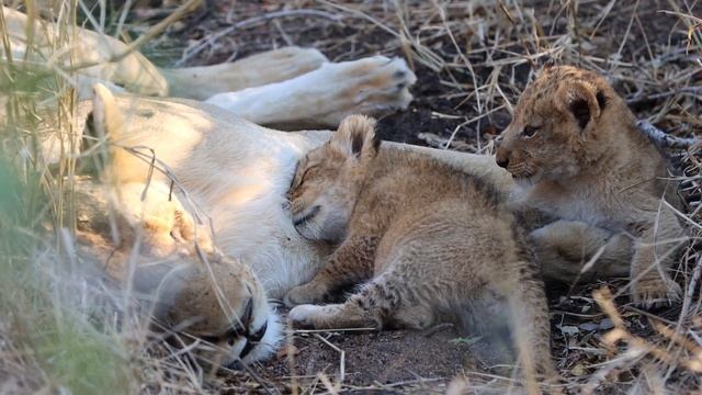 First Look at the Tiny New Mbiri Cubs смотреть онлайн