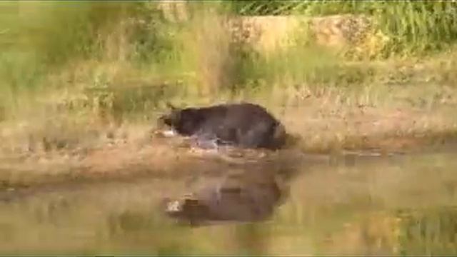 Australian Dingo Black and Tan Dingo Pup First Swimming Lesson смотреть онлайн