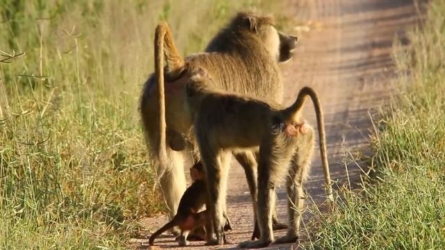 On safari in Ruaha's green season смотреть онлайн