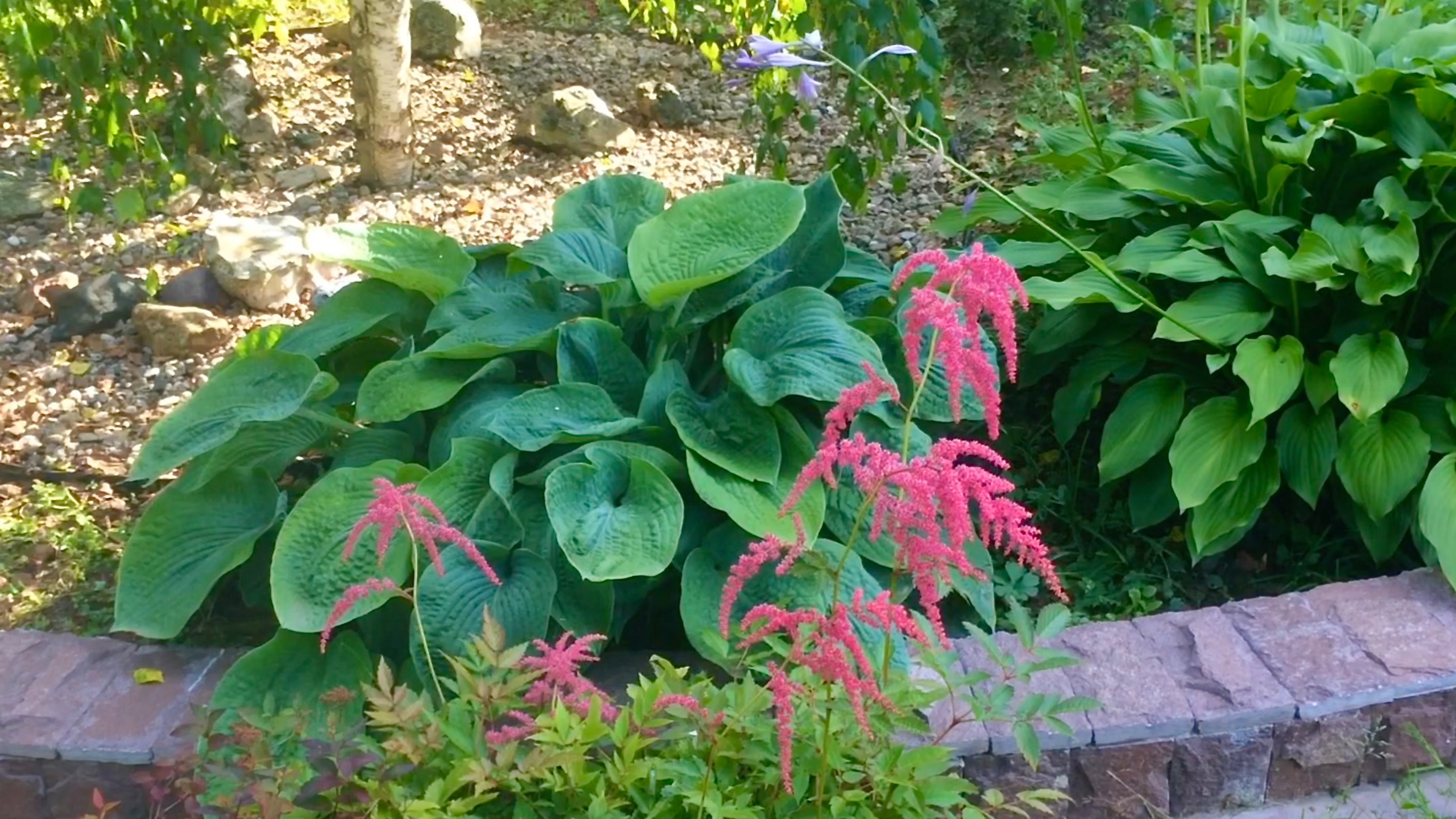 БРОДИЛКА. РОЗЫ. ГОРТЕНЗИИ. ОБРЕЗКА СПИРЕИ. смотреть онлайн