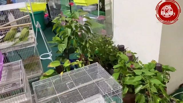 Go green Grow green @ safari mall shj смотреть онлайн