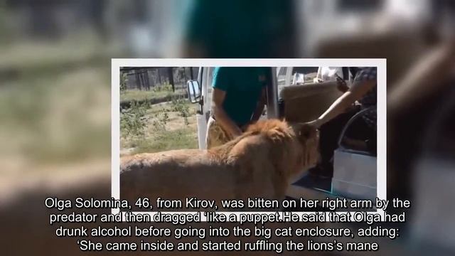 Lion starts licking a woman after jumping into safari buggy in Crimea смотреть онлайн