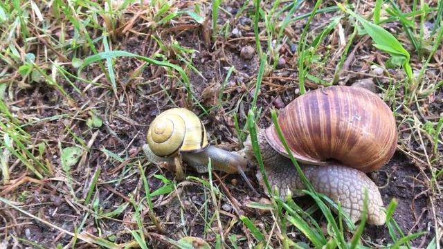 Виноградная улитка - я нашёл двух улиток, большую и маленькую, немного поиграю с ними и выпущу!