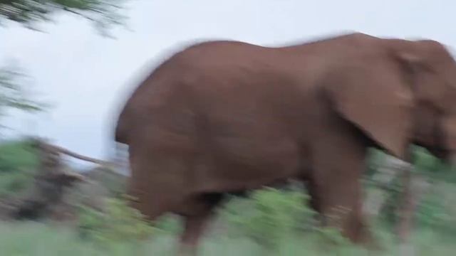 Elephant near Satao Elerai Safari Camp, the place we stayed. смотреть онлайн