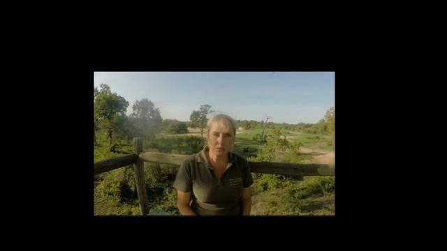 Nikki Meyer Rhino Walking Safari смотреть онлайн