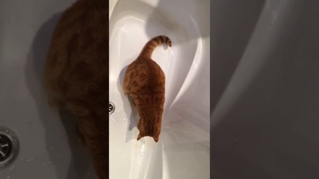 Мои кот любит воду смотреть онлайн