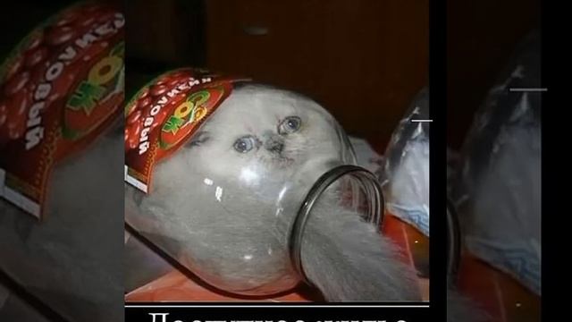 Топ-5 ржачных картинок. смотреть онлайн