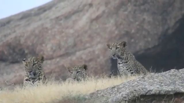 leopard Safari tour #leopard http://jodhpurtaxiservicedaytour.co.in смотреть онлайн