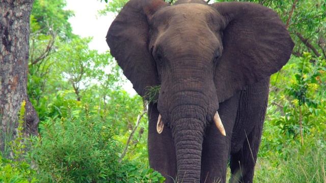 Magical Kenya Song♫Slow, Calm Instrumental Music, Relax Here • Serene African Safari Amazing Scener смотреть онлайн