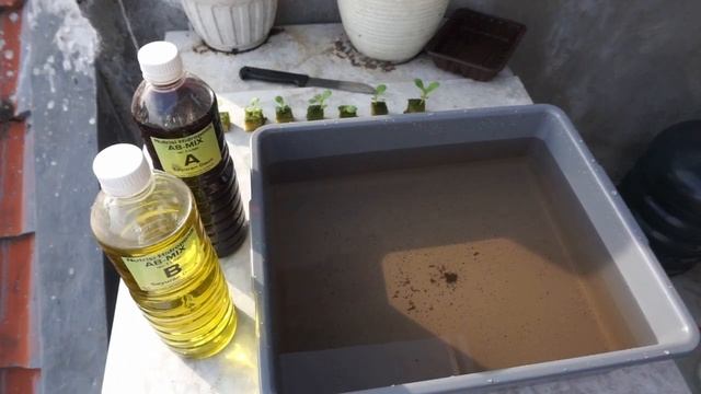 Grow Vegetable Without Soil!! How To Grow Bok Choy From Seeds To Harvest Hydroponically смотреть онлайн