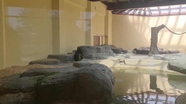 UAE 🇦🇪 DUBAI - SAFARI PARK ZOO - FOR FAMILY 👪 WEEKEND TIME смотреть онлайн
