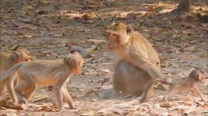 BRAVE MONKEY ALBA AND TOBAI TRY TO HELP BB ANISSA FROM KIDNAPPER