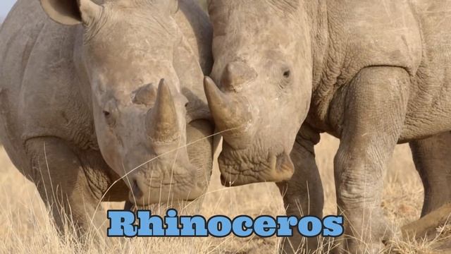 Safari Wild Animals Toys Learn Animal Names with Educational Toy for Children Kids Mom Toddler Baby смотреть онлайн