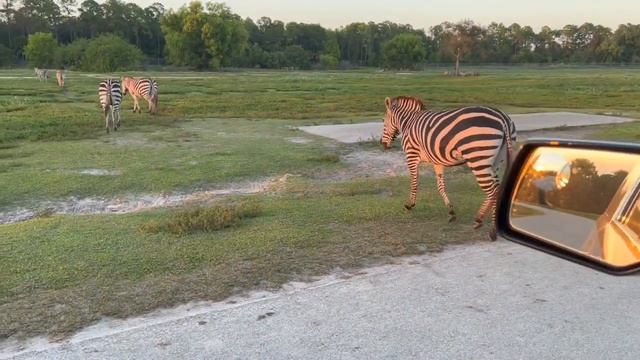 LION COUNTRY SAFARI in Palm Beach. Jurassic park style for kids. смотреть онлайн