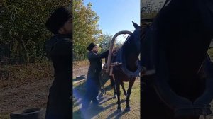 Обучили рысака в телегу,к оглоблям и как должна быть обученная лошадь