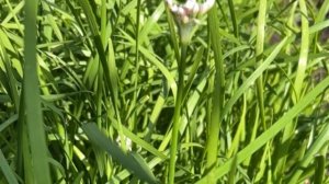 Джусай и Джусайное масло