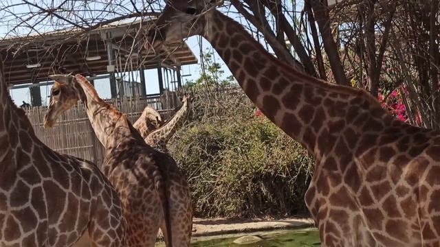 Dubai Safari Trip- Funny Gannu with Tiger :) смотреть онлайн