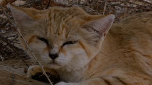 Прекрасные животные пустыни 5. Барханная кошка