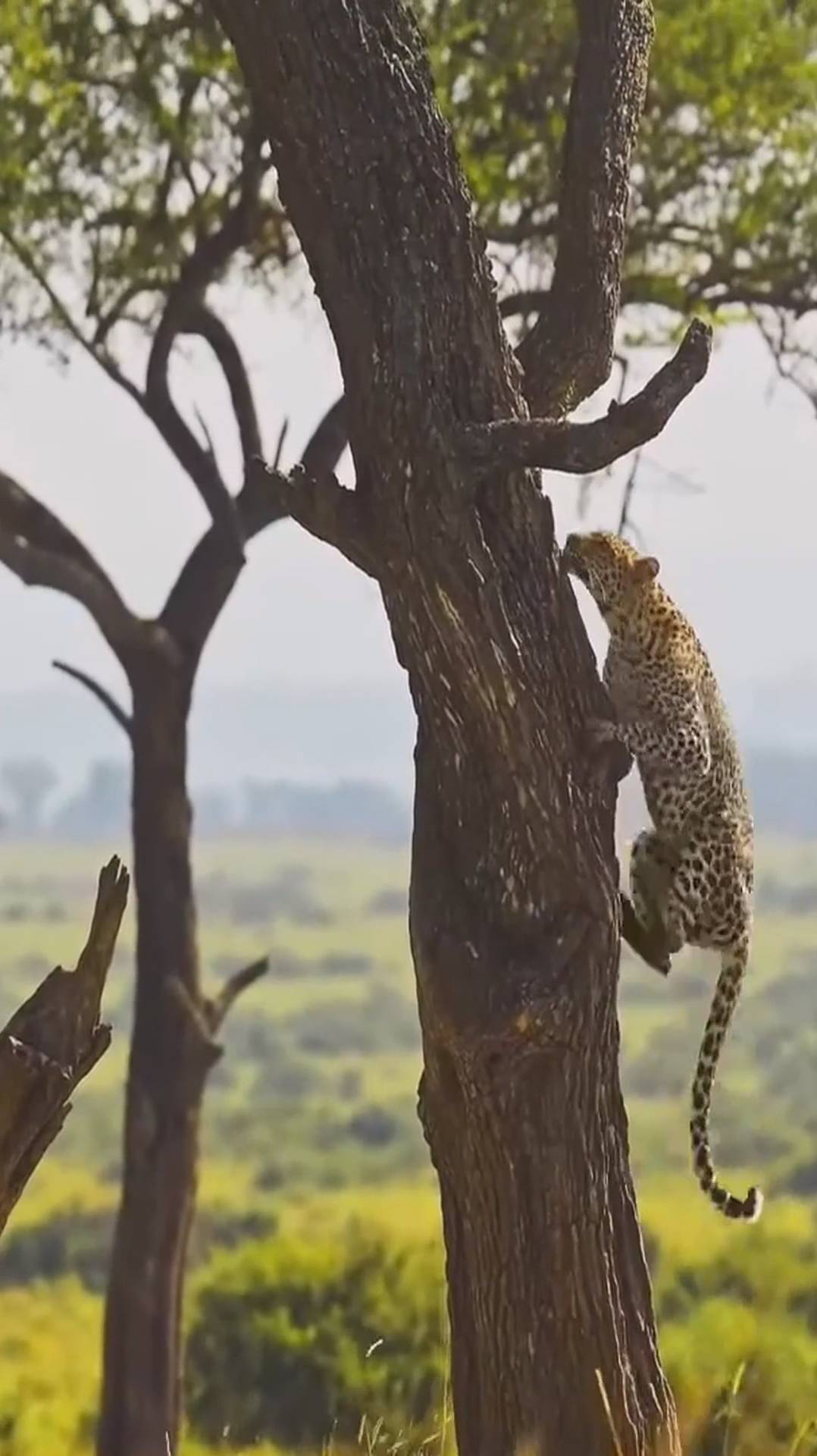 Африка! Такая разная и такая красивая!