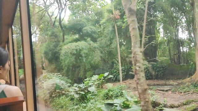 DOMINIQUE KE KEBUN BINATANG TERBESAR DI BALI😍 !! BALI SAFARI #viralvideo смотреть онлайн