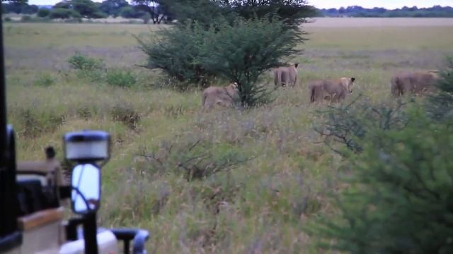 A Wildlife Safari Journey - The Vacations Spot смотреть онлайн