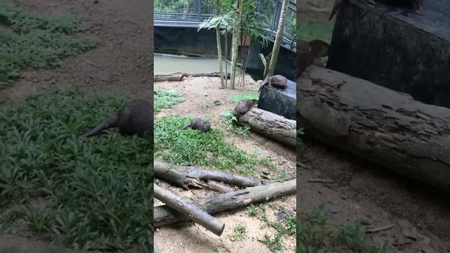 Cebu Safari Adventure смотреть онлайн