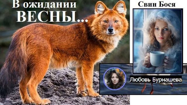 Свин Бося В ожидании ВЕСНЫ смотреть онлайн