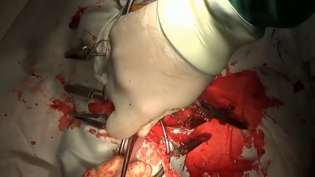 Ринотомия у собак