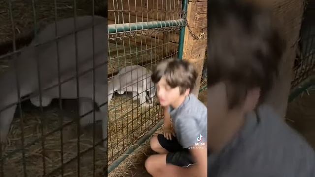 Aloha Safari Zoo w/ Aunt Lauren! смотреть онлайн