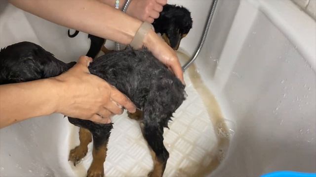 We rescued two brave puppies and gave them a fantastic shower! смотреть онлайн