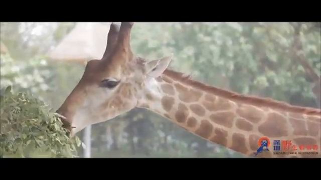 深圳野生動物園 ShenZhen Zoo смотреть онлайн
