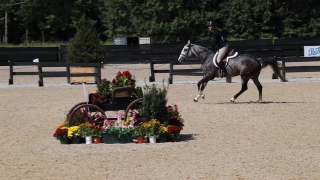 Zaffire - Adult Amateur @ Brave Horse Ohio смотреть онлайн
