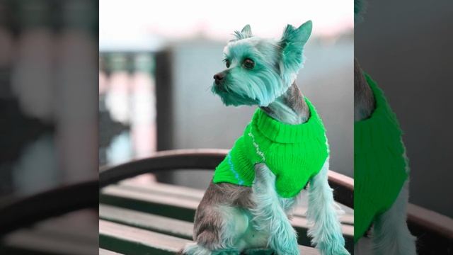 Calm Bossa Piano Duo - Vibe for Brave Doggy смотреть онлайн