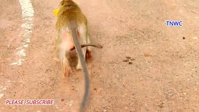 FINALLY, MOM GINGER RESCUED GOLDIE BACK...VERY BRAVE BABY GOLDIE HERSELF RUN FAST TO MOM WITH SAFET смотреть онлайн