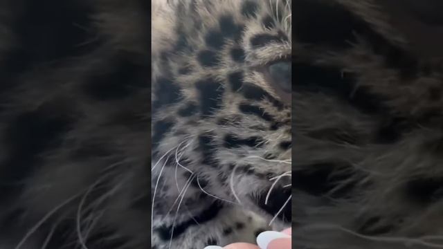 Wildlife safari Animals With lion Man 😎❤ смотреть онлайн