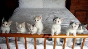 Подборка приколов с животными| Смешные животные