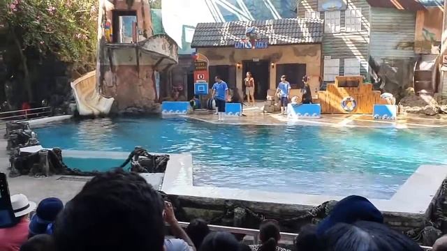 Sea Lion show in Safari World | Bangkok, Thailand | Smart Cute Sea Lion Show смотреть онлайн