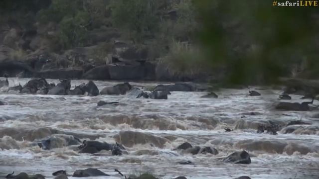 The late rains have raised the rapids of the Mara river! смотреть онлайн