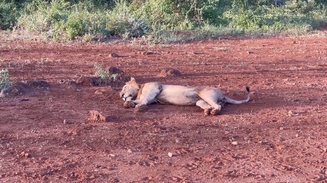 Kenya Safari VLOG - A Lion Roared At Us смотреть онлайн