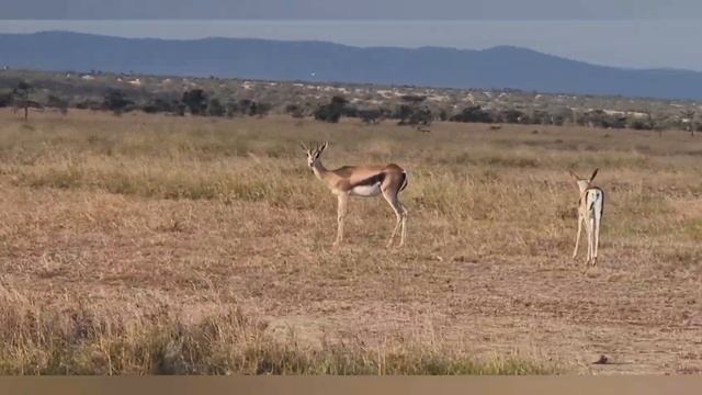 Ol Pejeta Conservancy  Safari July 2023. See some of the Big Five смотреть онлайн