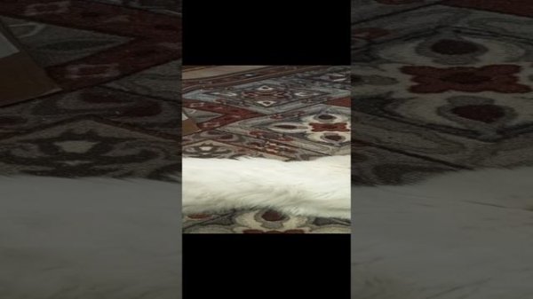 часть нашей жизни с котом