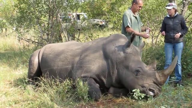 Rhino Chipping смотреть онлайн