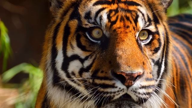 Tiger-The True King Of The Jungle | How It Rules The Jungle? | Facts Malayalam | 47 ARENA смотреть онлайн
