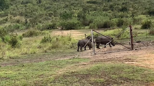 A Southern White Rhino Safari experience at Kingakati #southernwhiterhino #kingakati #savetherhino смотреть онлайн