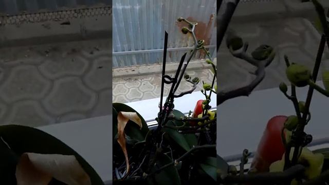 Цветут одни желтые. История одного окна.