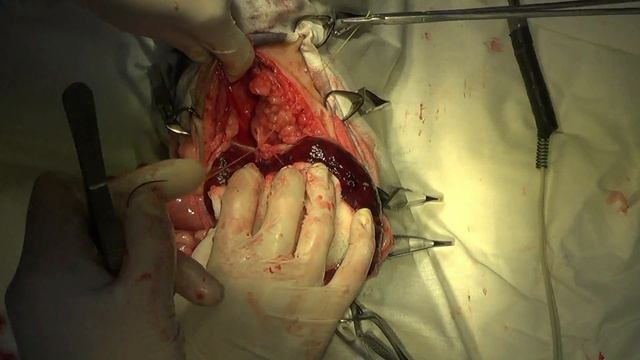 Диафрагмальная грыжа у кошки. Хирургическое лечение