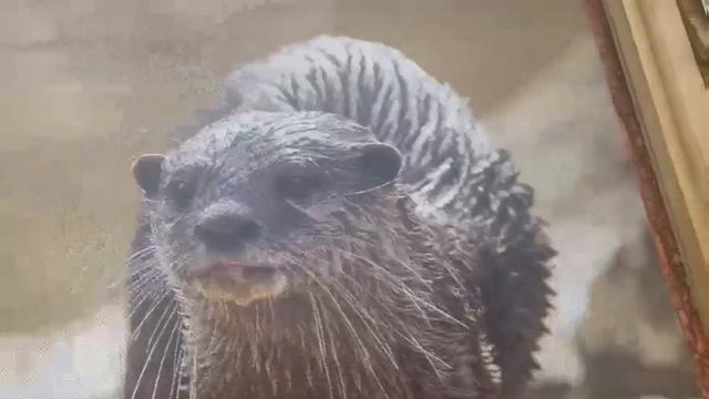 WOBURN SAFARI PARK.PART2. смотреть онлайн